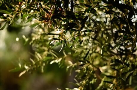 Olivicoltore conduzione dell’oliveto e produzione olio